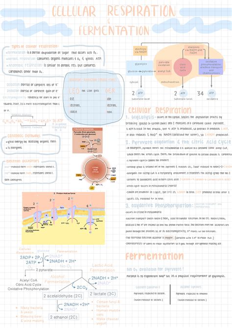 AP Biology: cellular respiration fermentation | Biology notes, Science ...