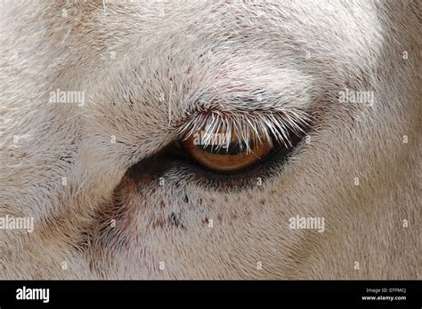 Image result for Alien Dark Descent PS5