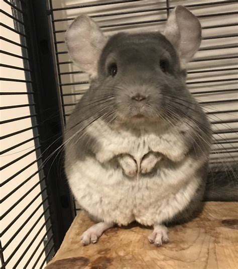 Chinchillas As Pets