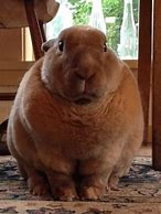 Image result for Chunky Bunny Baby