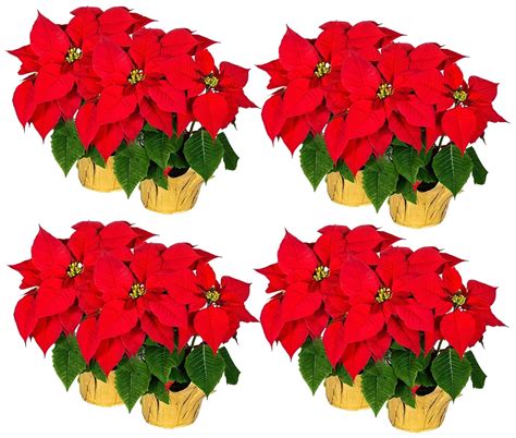 Creative Displays Inc Carton of 12 Artificial Silk Poinsettia Plants ...