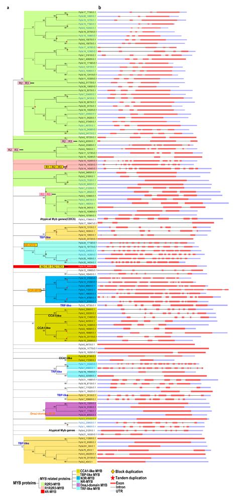 Genome-Wide Analysis of the MYB Transcription Factor Superfamily in ...