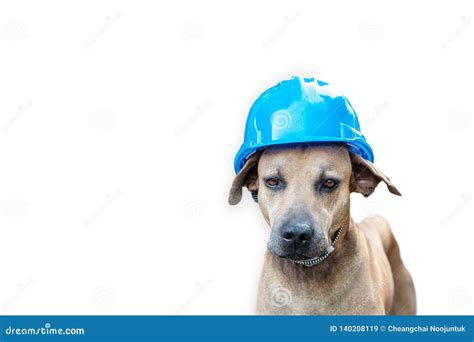 Dogs Wear a Helmet for Construction Work Stock Image - Image of ...