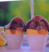 Image result for Bunnies in a Cup