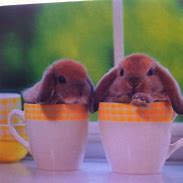 Image result for Bunnies in Cups
