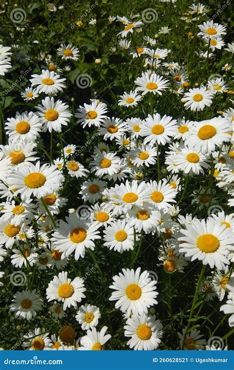 Stunning White Shasta Daisy Flower Bed Creative Closeup Full Frame ...