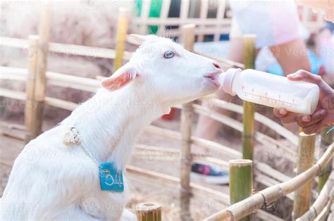 feeding baby goat with milk bottle at farm,Feed the hungry goat with ...