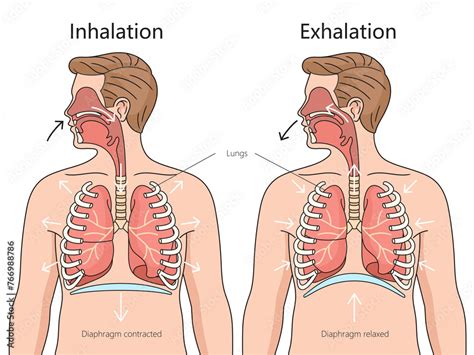 Image result for Inhalation Process Book
