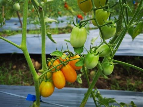 pgsณัฐวรรณ2 – Lemon Farm Organic & Sustainable