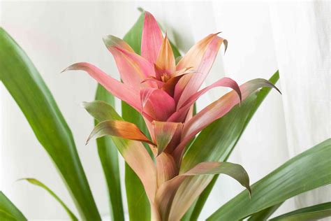 Bromeliads: Plant Care & Growing Guide