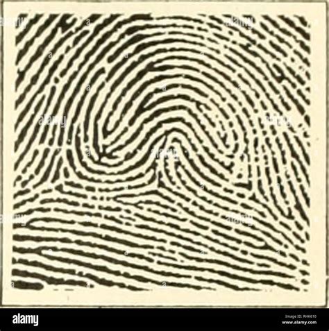 Plain Whorl Fingerprint