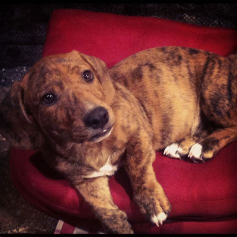 Pitbull dachshund mix | Pitbulls, Pitbull mix, Dachshund mix