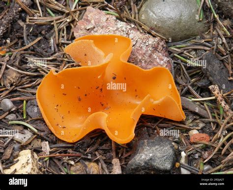Orange peel fungus (Aleuria aurantia Stock Photo - Alamy