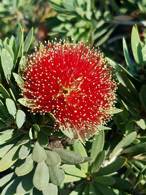 Callistemon ‘Little John’ (Dwarf Weeping Bottlebrush)