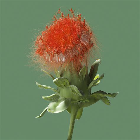 Image result for Spring C4d