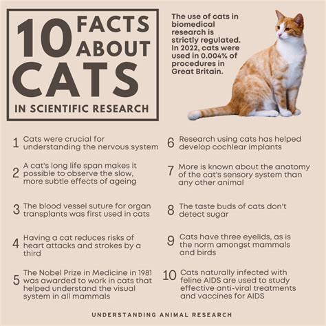 Cat 10 facts :: Understanding Animal Research