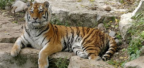 Local Symbolism 的图像结果