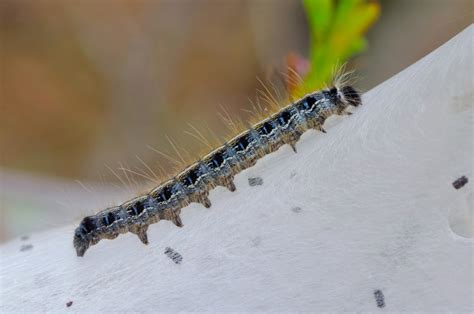 Tent Caterpillars | Focusing on Wildlife