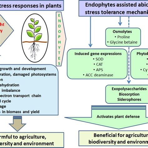 Stress Biology 的图像结果
