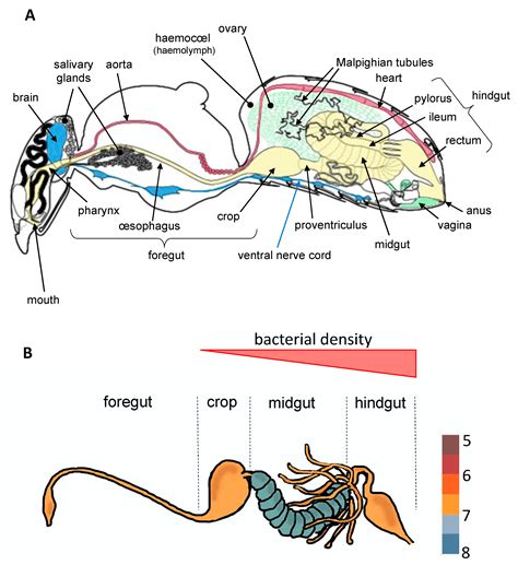 Diversity and Functions of Yeast Communities Associated with Insects