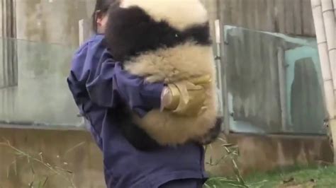 终于知道熊猫饲养员为什么穿连体衣了_凤凰网视频_凤凰网