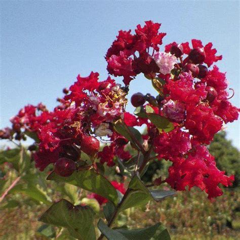 Online plant bazar Furush Flower/Crape myrtle, Lagerstroemia : Amazon ...