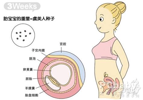 怀孕3周胎儿发育图_怀孕一个月胎儿发育过程图_孕妇常识_怀孕_太平洋亲子网