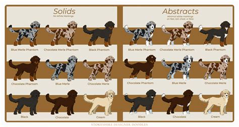 Best Toy Poodle Dog Colors And Markings 2024