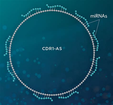 Image result for Non-Coding RNA Function