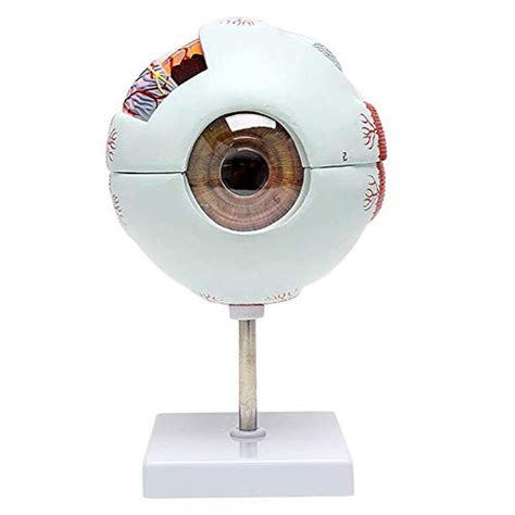 Buy 6X d Human Eye Anatomical Model,Eyeball Anatomy Anatomically ...