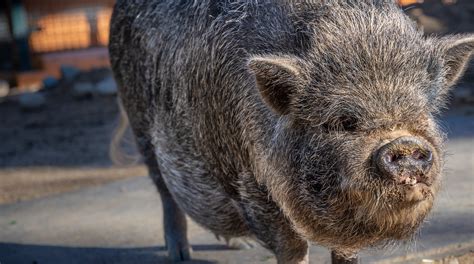 Are Pot Belly Pigs Good For Meat