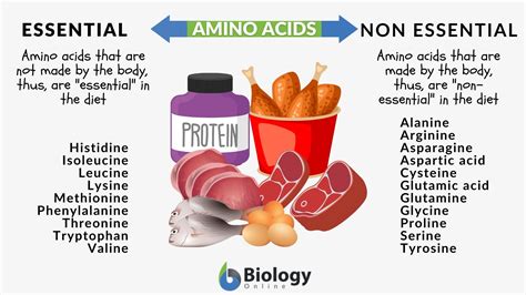 When An Essential Amino Acid Is Missing From The Diet
