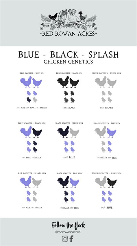 Blue Black Splash Chicken Genetics