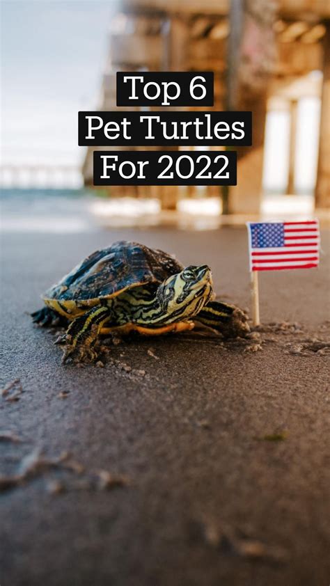 Image result for Different Types of Box Turtle