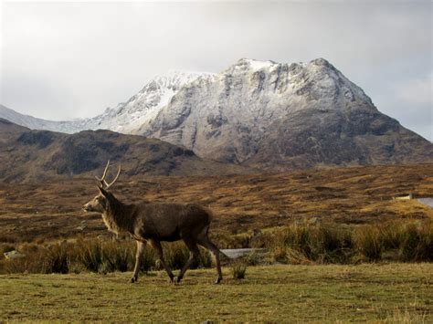 8 Iconic Animals in Scotland's Wildlife | Rob Carr Tours