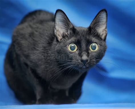 Surprised black cat stock photo. Image of white, gray - 37902444