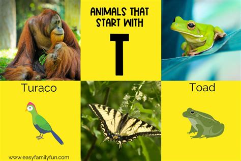 Animals That Start With T