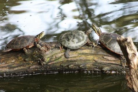 Reelfoot Lake State Park (Tiptonville) - 2020 What to Know Before You ...