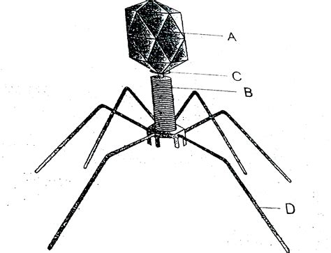 Given below is the diagram of a bacteriophage. In which one of the ...