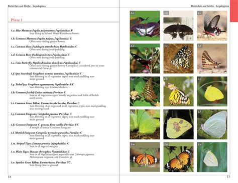 Insects and Spiders of Kanha, A Field Guide