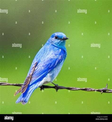 Birds of idaho hi-res stock photography and images - Alamy