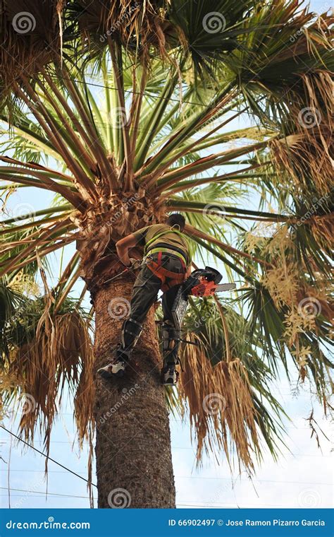 Gardener by Pruning the Palm Tree Editorial Photography - Image of ...