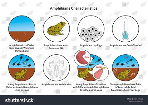 Amphibians Characteristics infographic diagram including living in water and land moist ...