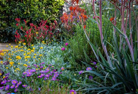 Australian Native Plants In Landscapes Why Are Australian Native