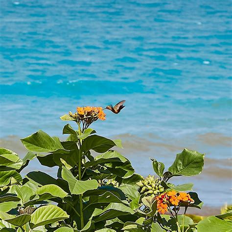 SEASPRAY HOTEL (Placencia) - Hotel Reviews & Photos - Tripadvisor