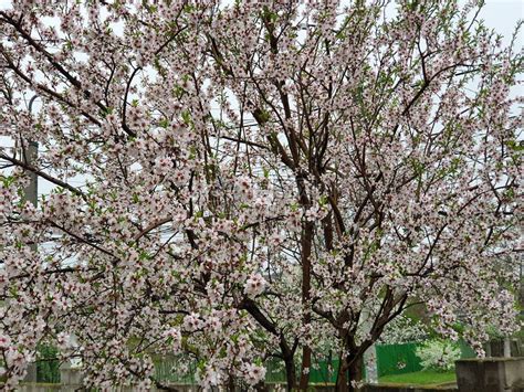 春天开花的树上的花白花高清图片下载-正版图片507492851-摄图网