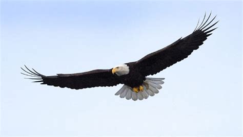Bald Eagle In Flight Closeup Fine Art Photo Print For Sale | Photos by ...