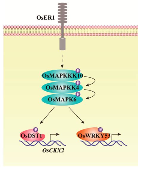 Update on the Roles of Rice MAPK Cascades