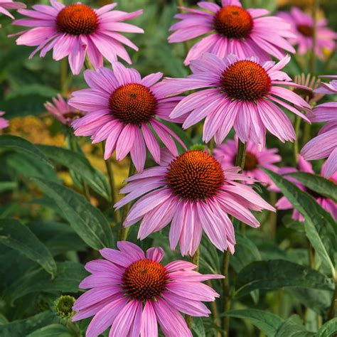 Echinacea 'Cherry Fluff' Perennial Coneflower 200 PCS Seeds