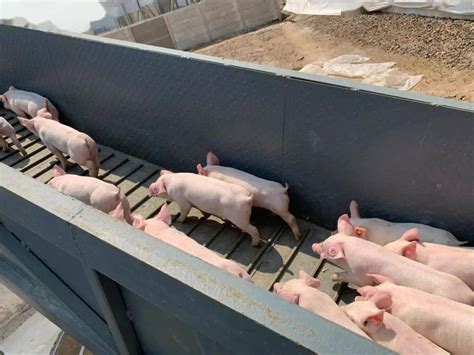 首批引进800头核心种猪，正大康地助力梅州打造生猪产业链！ - 猪好多网